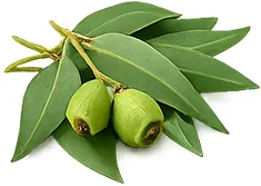 Eucalyptus oil — Santemus