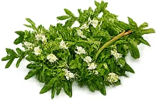 Thyme oil — Santemus