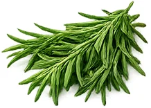 Rosemary oil — Santemus